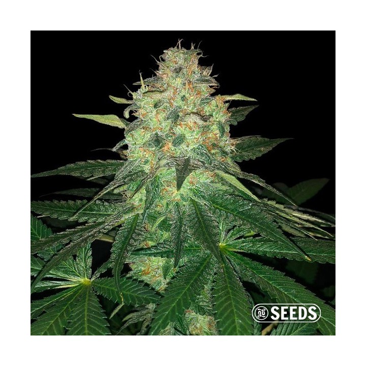 Mamba Negra GB Seeds