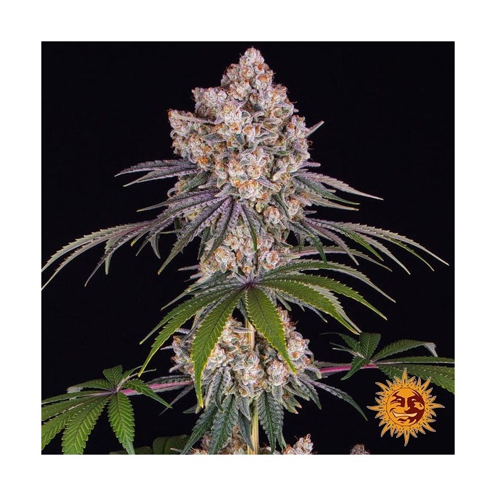 Ice Cream Cake - Barney's Farm