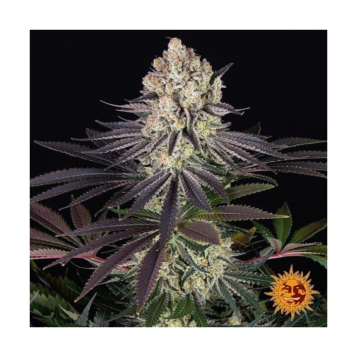 Runtz - Barney's Farm