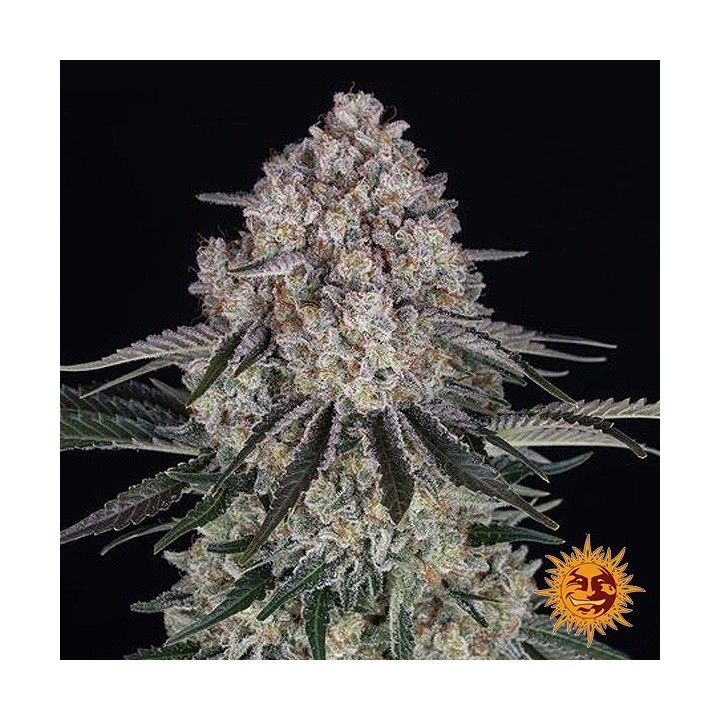 Sour Diesel Auto - Barney's Farm