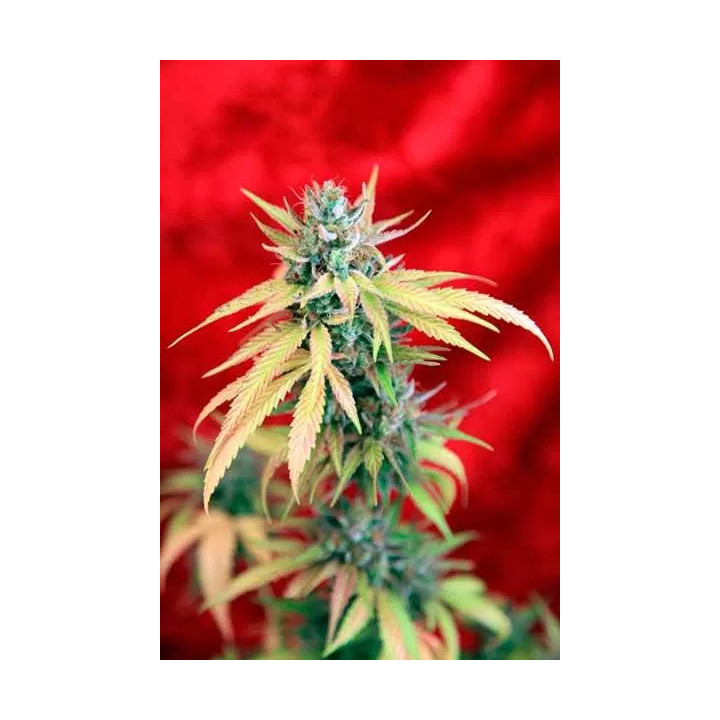 Blackdance FeminizadaReggae Seeds