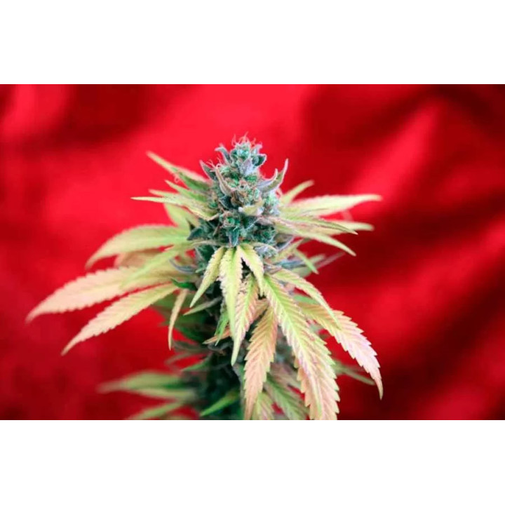 Blackdance FeminizadaReggae Seeds