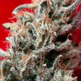  O´Haze Red Feminizada【Reggae Seeds】