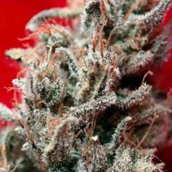 O´Haze Red