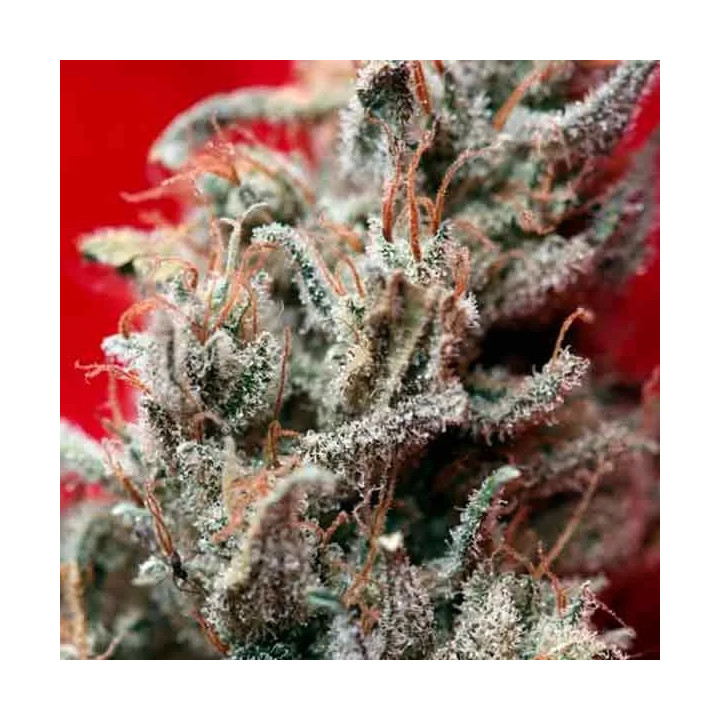  O´Haze Red Feminizada【Reggae Seeds】