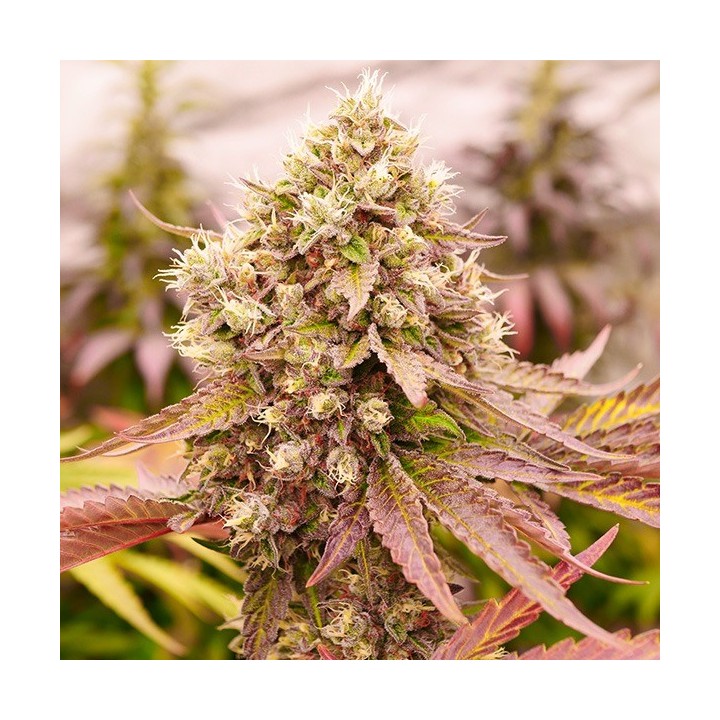Burger Kush