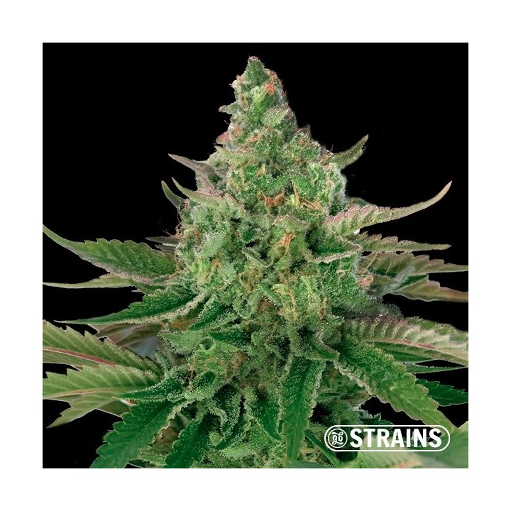 Platinum OG