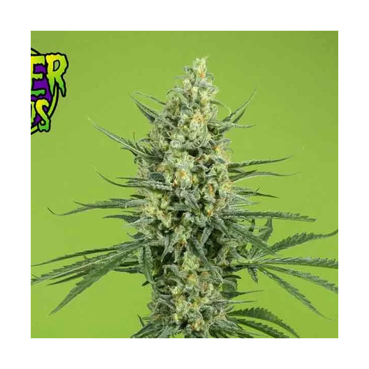 Criminal + FeminizadaRipper Seeds