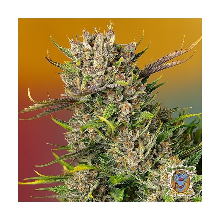 Papaya Zoap Auto