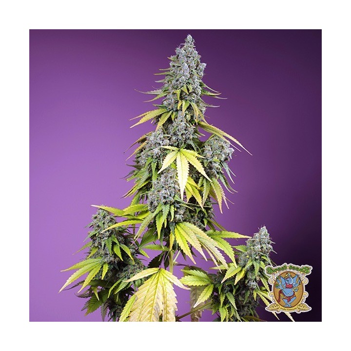Jet Fuel Mandarine XL Auto