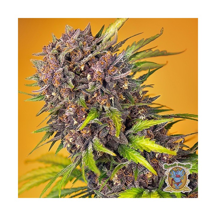 Diablo Rojo XL Auto