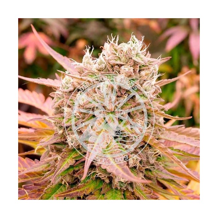 Dark Lemonade Auto