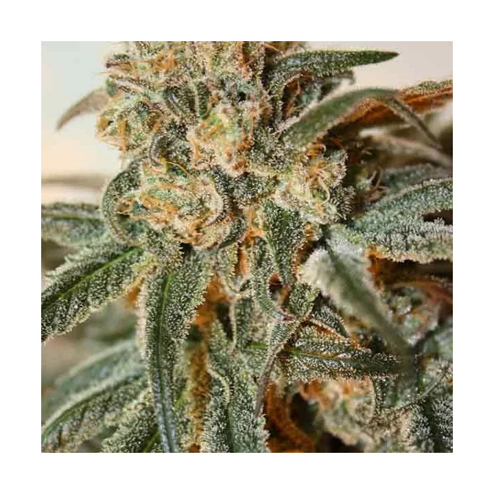 Zombie Kush FeminizadaRipper Seeds