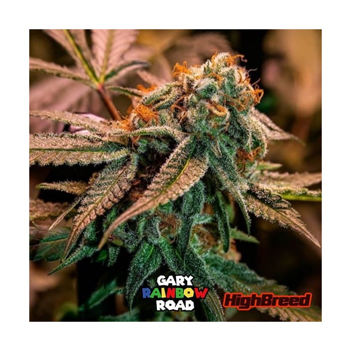 Gary Rainbow Road