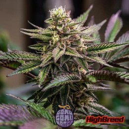 Gomu Gomu Mango Auto