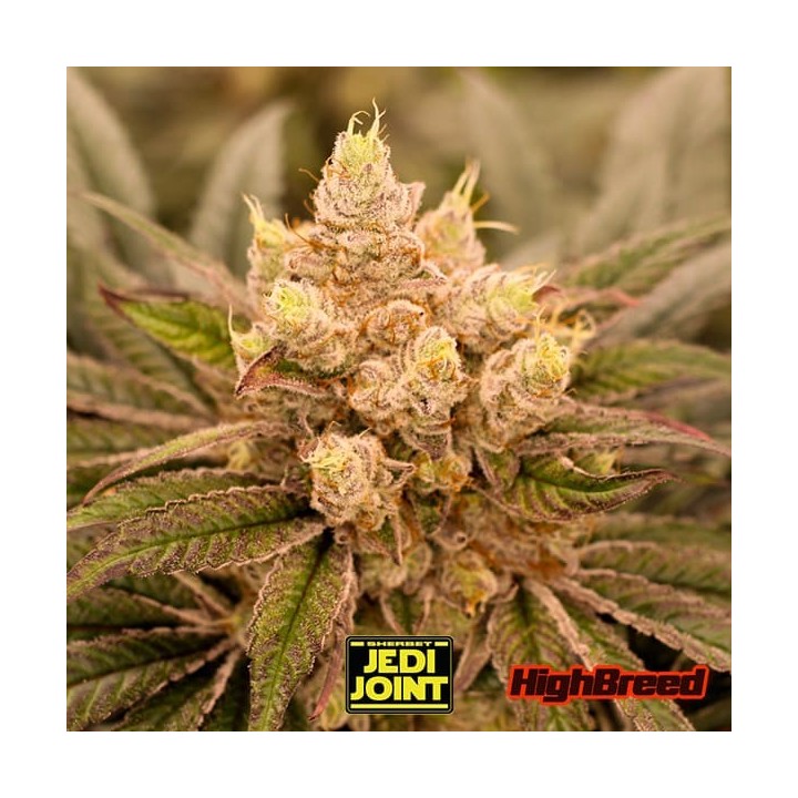 Sherbet Jedi Joint Auto