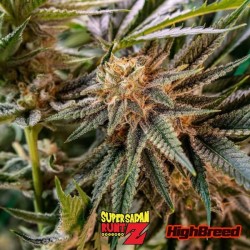Super Saiyan Runtz Auto