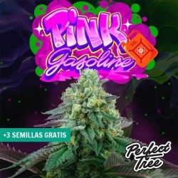 Pink Gasoline