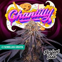 Chantilly