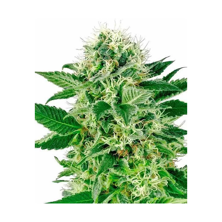 Northern Lights Feminizada Sensi Seeds