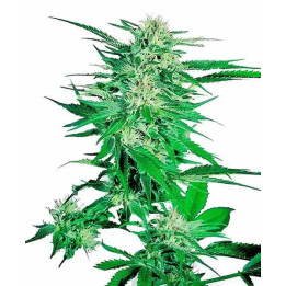 Big Bud Feminizada 【Sensi Seeds】