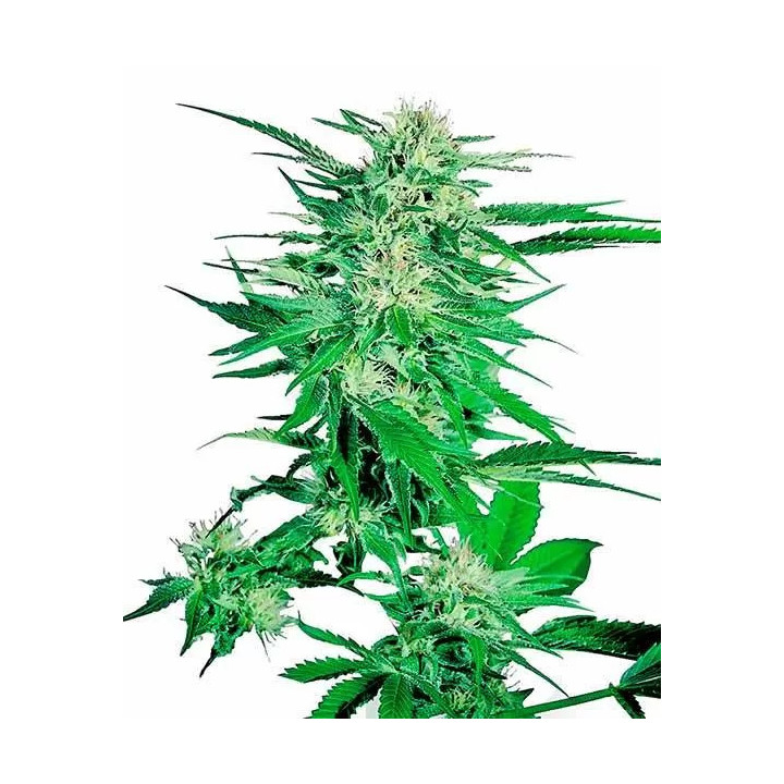 Big Bud Feminizada Sensi Seeds