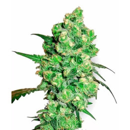  Super Skunk Feminizada 【Sensi Seeds】