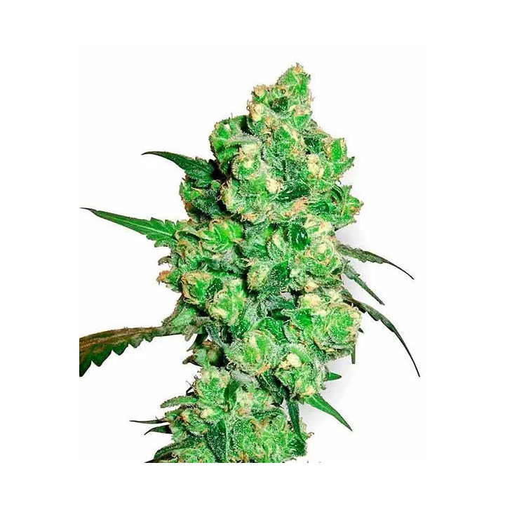 Super Skunk Feminizada Sensi Seeds