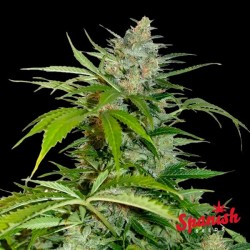 Northern Lights Auto Spanish Seeds