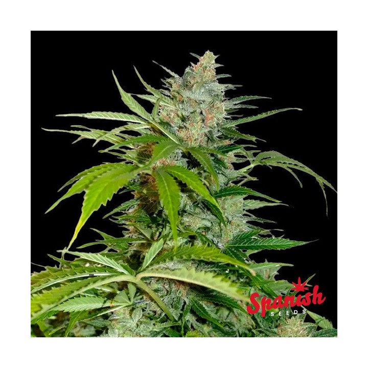 Northern Lights Auto Spanish Seeds