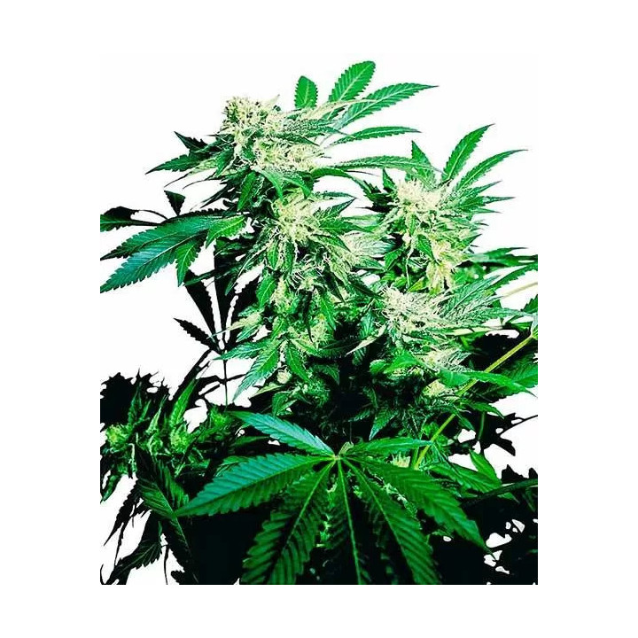 Skunk Kush Feminizada Sensi Seeds