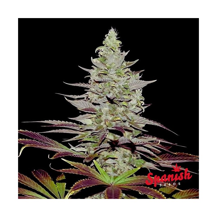 Somango Auto Spanish Seeds