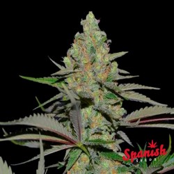 White Widow x Critical Spanish Seeds