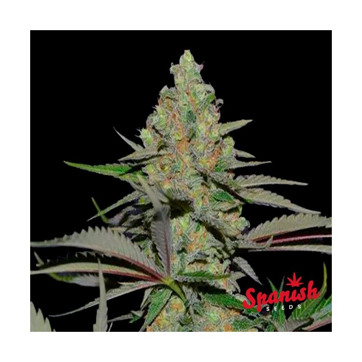 White Widow x Critical Spanish Seeds