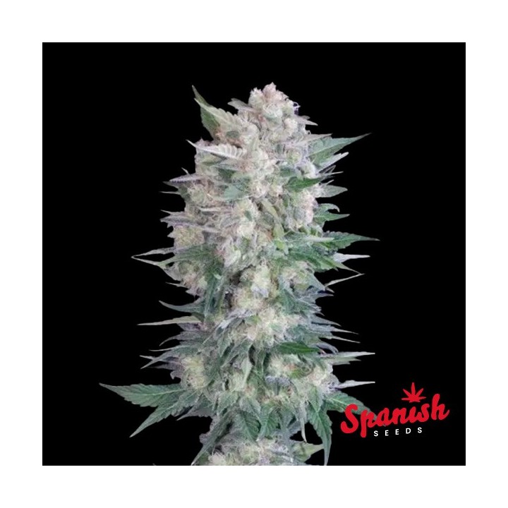 Black Domina x Critical Spanish Seeds