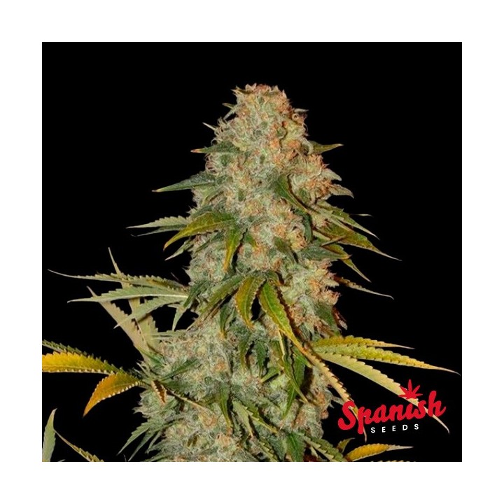 Black Domina x AK Spanish Seeds