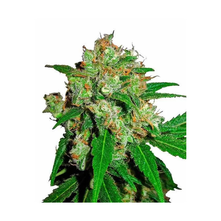 Sensi Skunk Feminizada Sensi Seeds