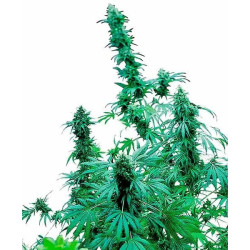 EARLY SKUNK