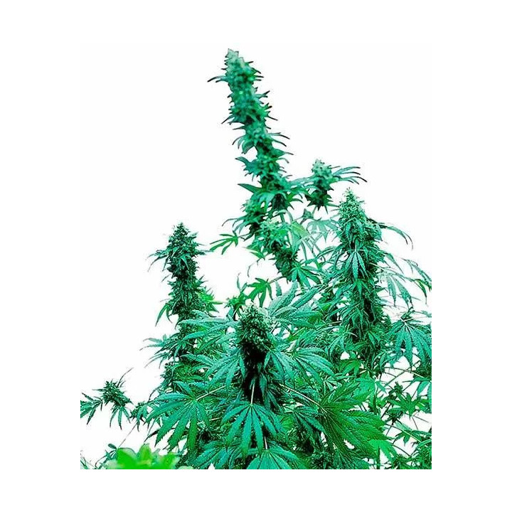 Early Skunk Feminizada Sensi Seeds