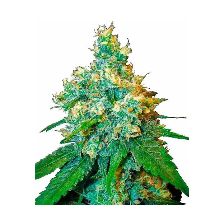 Jack Herer® Feminizada Sensi Seeds