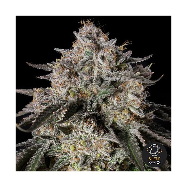 Cherry Essence Silent Seeds