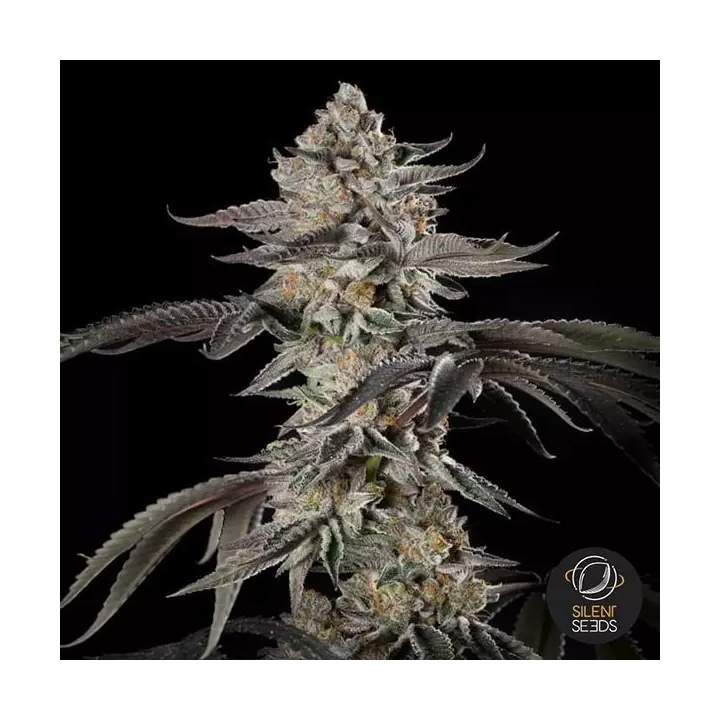 Cherry Essence Silent Seeds