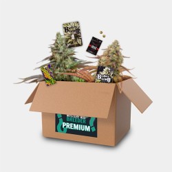 Breeder Box Premium