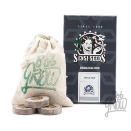  Northern Lights Auto【Sensi Seeds Autofloreciente】