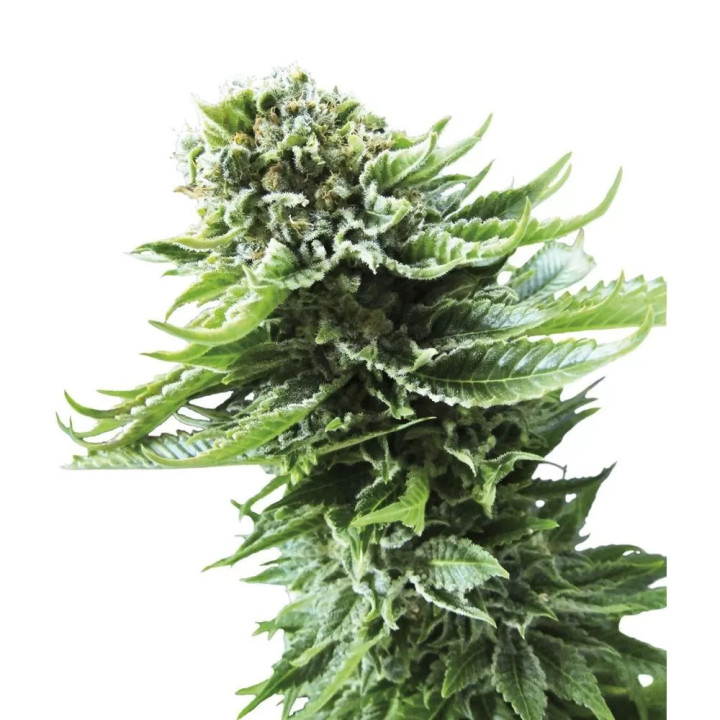 Northern Lights AutoSensi Seeds Autofloreciente