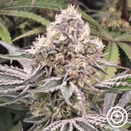 Fillmore Slim de Purple City Genetics