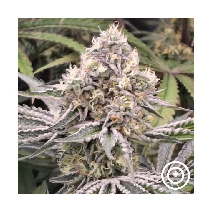 Fillmore Slim de Purple City Genetics