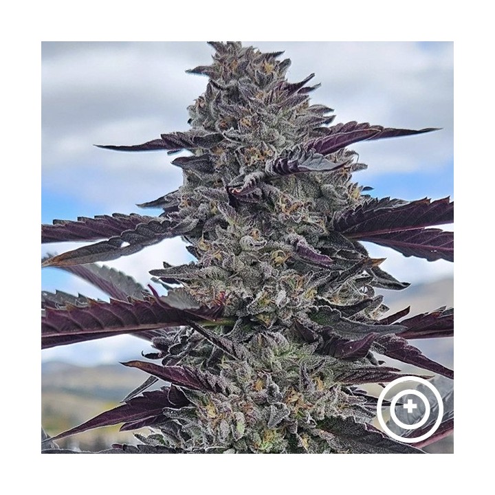 Hooch de Purple City Genetics