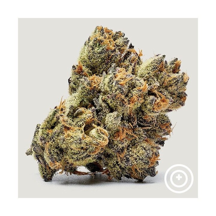 Honey Runtz Purple City Genetics
