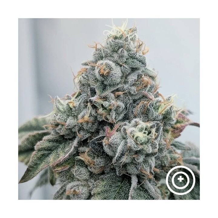 Acid Wash Purple City Genetics